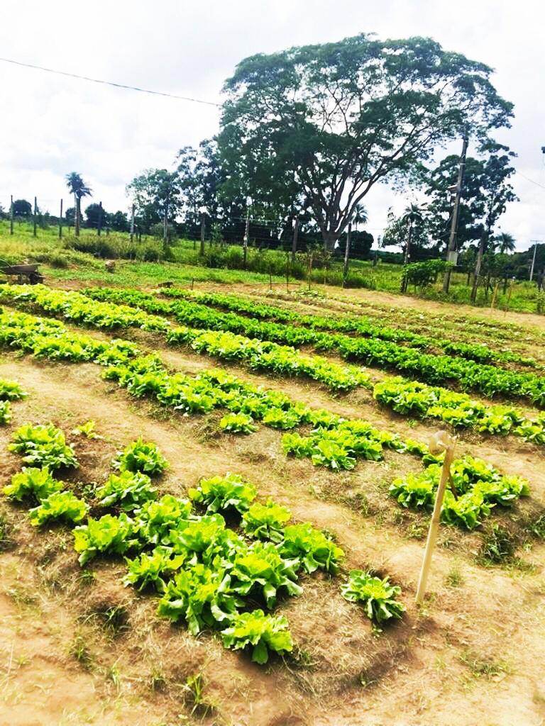 Horta e Área Verde